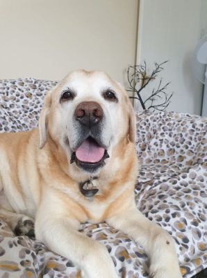 Just thought I would share a Beautiful picture of my Boy who is now over Rainbow Bridge, this is Max, the most gentle and handsome best boy ever ❤️