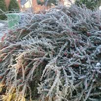 Couldn&#039;t resist taking a pic of this, beautiful berry bush covered in frost