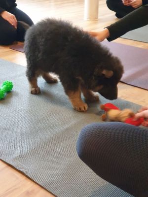 Nothing like a session of puppy yoga to feed the soul ? x